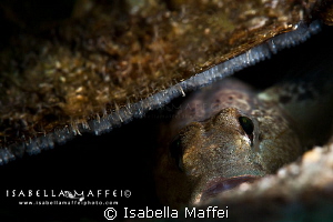 "DON'T TOUCH MY BABIES"
a little goby takes care his eggs by Isabella Maffei 